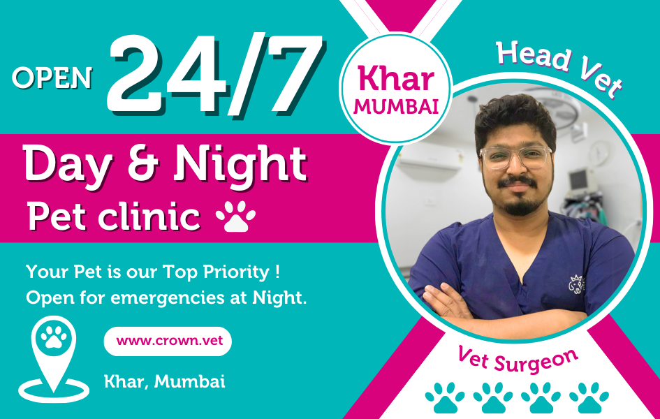 Urgent Care 24x7 Vet Clinic Urgent Care Emergency 24hr Vet Near Me