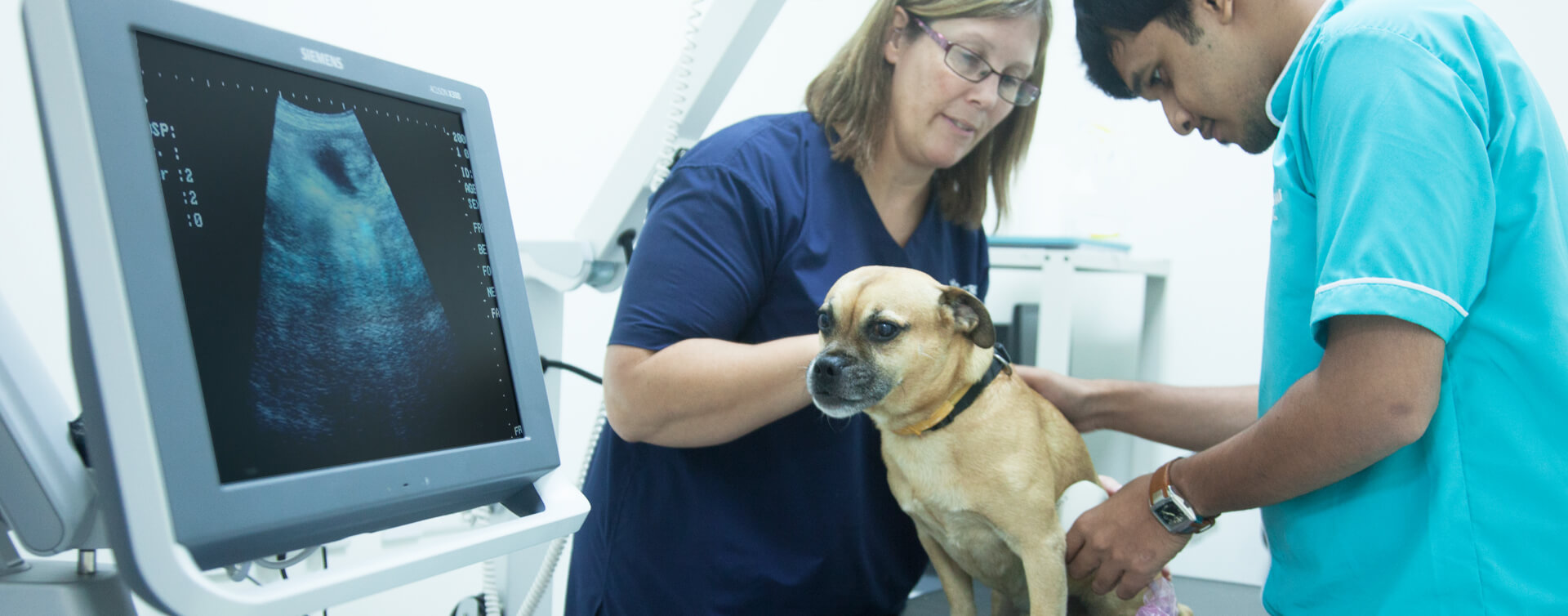 Pet Clinic