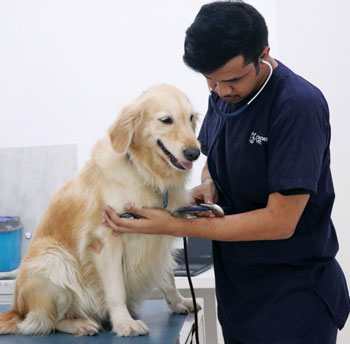 Quality Veterinary Services