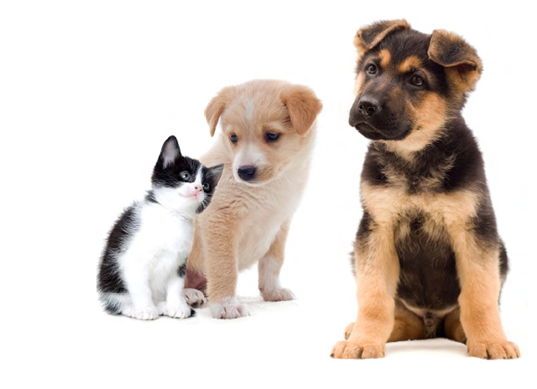 Vaccinating Your Pet Crown vet